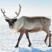 Kicsoda Rudolf, a rénszarvas?