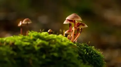 Tényleg létezik a The Last of Us zombicsináló gombája? Mi sem vagyunk biztonságban?