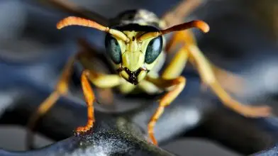 Az alienek köztünk élnek