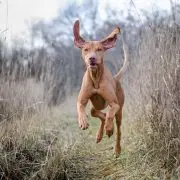 Nemzeti kincseink, a magyar kutyafajták: A rövidszőrű magyar vizsla