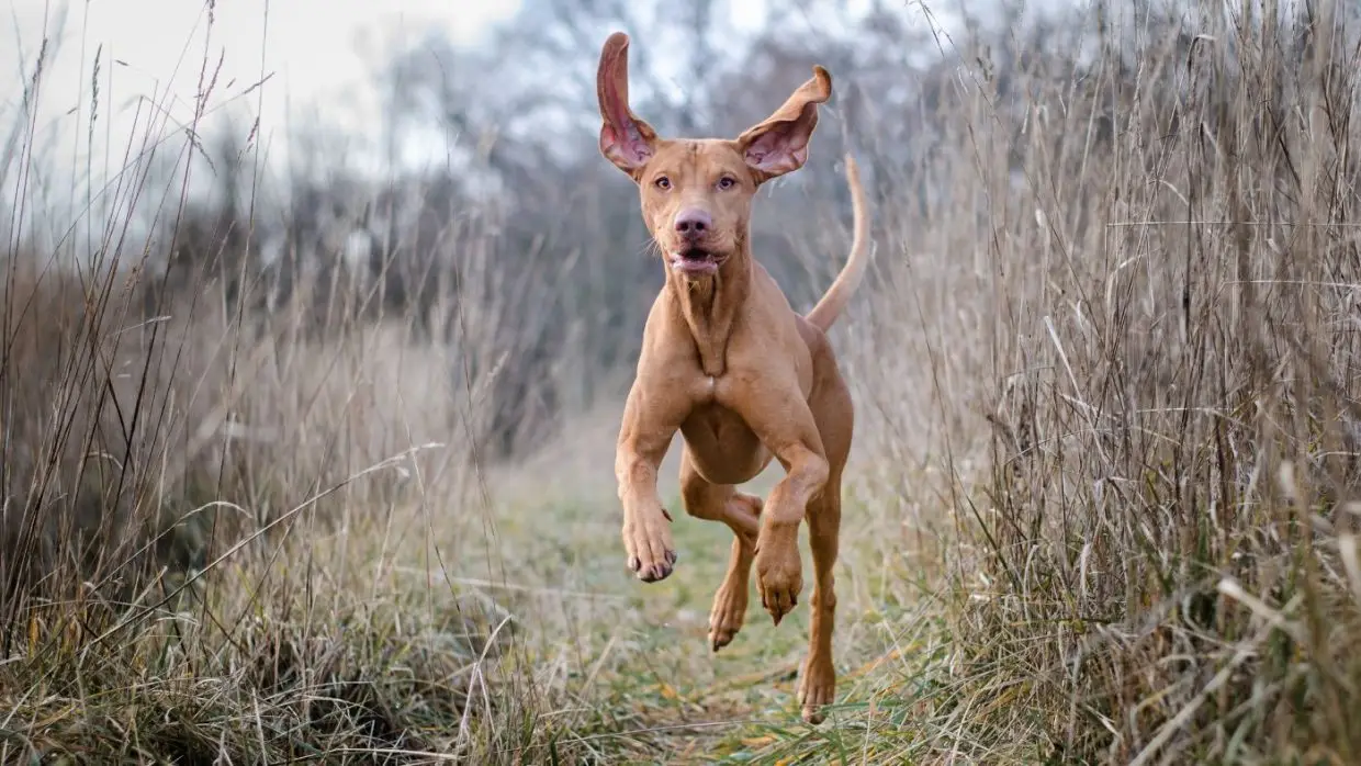 Nemzeti kincseink, a magyar kutyafajták: A rövidszőrű magyar vizsla