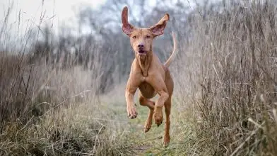 Nemzeti kincseink, a magyar kutyafajták: A rövidszőrű magyar vizsla
