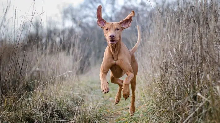 Nemzeti kincseink, a magyar kutyafajták: A rövidszőrű magyar vizsla