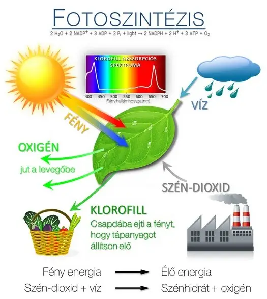 fotoszintézis