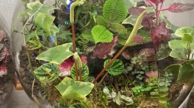 Üvegbe zárt kis csodavilág: tippek a floráriumok készítéséhez, és életben tartásához