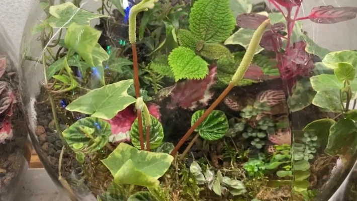 Üvegbe zárt kis csodavilág: tippek a floráriumok készítéséhez, és életben tartásához