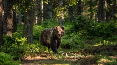 A medvéktől jobban félünk, hiába öl százezerszer több embert az életmódunk csak Európában