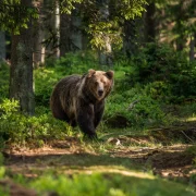 A medvéktől jobban félünk, hiába öl százezerszer több embert az életmódunk csak Európában