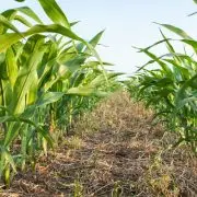 No-till: szántás és forgatás nélkül – Interjú