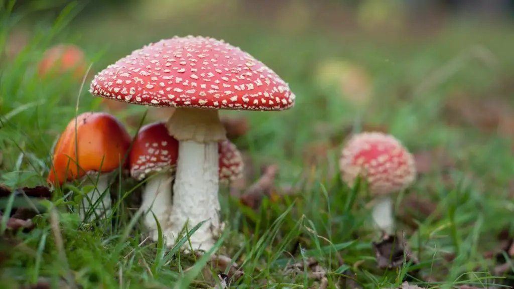 Légyölő galóca, veszélyes mérgesgomba