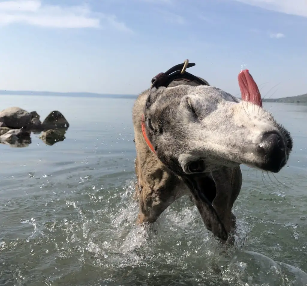 A Balaton kutyákkal