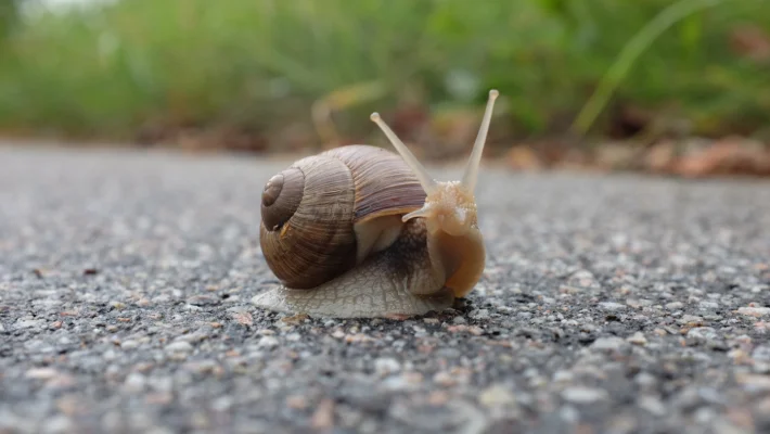 Hol vannak a csigák, amikor nem esik az eső?