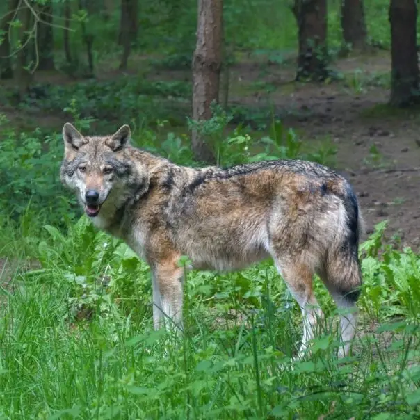 A svájci farkas útja tényleg nálunk ér véget? (frissítve!)