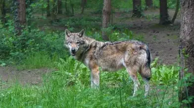 A svájci farkas útja tényleg nálunk ér véget? (frissítve!)