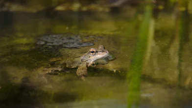 Kerti tó: a békák utolsó menedéke?