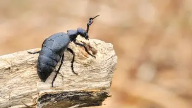 Nünüke: aranyos, de ne fogd meg!