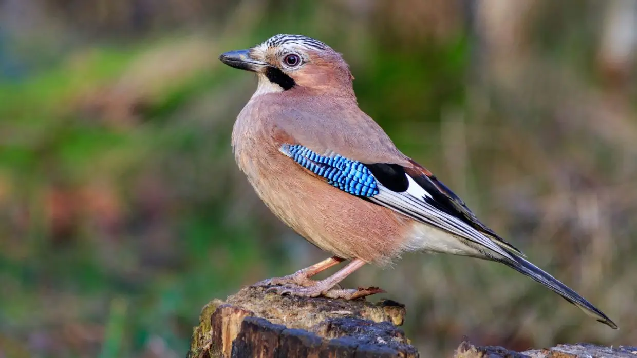 Szajkó, a nagy hangutánzó