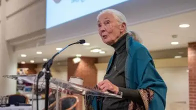 Jane Goodall: „Mindenre van megoldás, és ezt makacsul keresem is!”