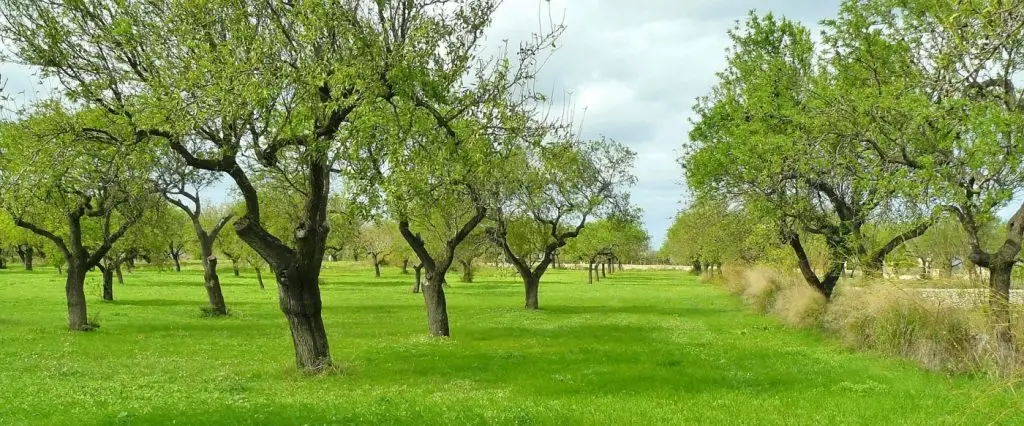 Olajfa liget 