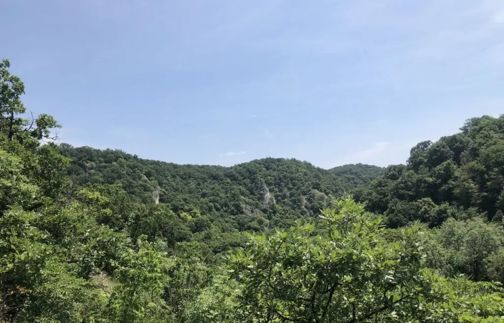 Bakonyi erdő