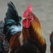 Miért olyan fontos megőrizni az őshonos baromfifajtákat?