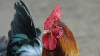 Miért olyan fontos megőrizni az őshonos baromfifajtákat?