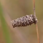 Ez a lepke megépíti álmaid nyaralóját!
