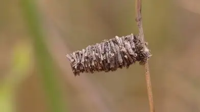 Ez a lepke megépíti álmaid nyaralóját!