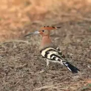 Búbosbankák költöttek a Körös-Maros Nemzeti Park Igazgatóság irodájának melléképületében