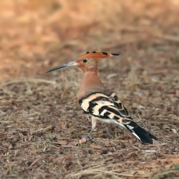 Búbosbankák költöttek a Körös-Maros Nemzeti Park Igazgatóság irodájának melléképületében