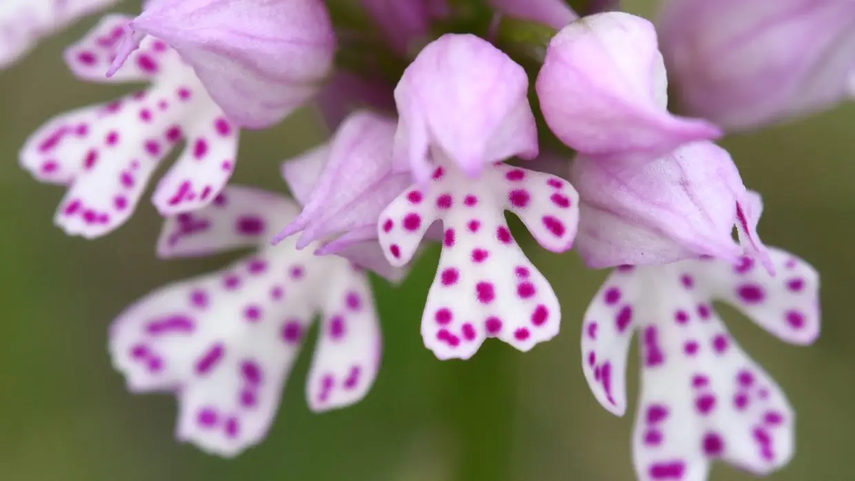 Magyarországon is élnek orchideák – Itt sok képet is láthatsz róluk!