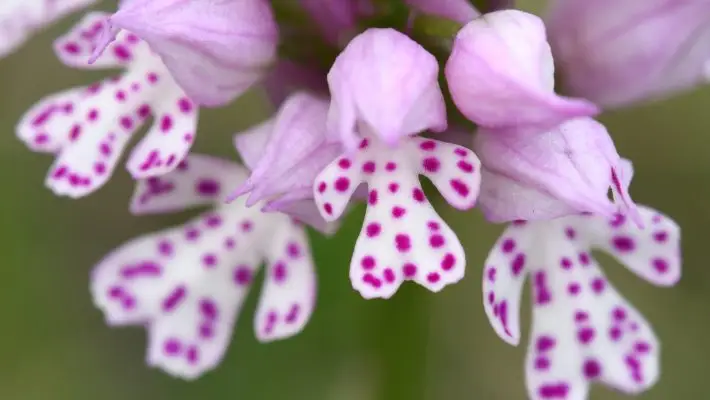 Magyarországon is élnek orchideák – Itt sok képet is láthatsz róluk!