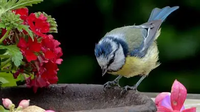 Így varázsoljuk állatbaráttá a kertünket!