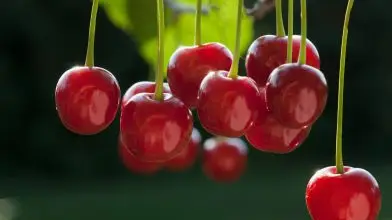 Milyen volt az idei meggytermés?