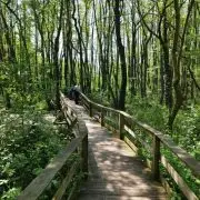 A tatai lápvidék rejtett kincsei