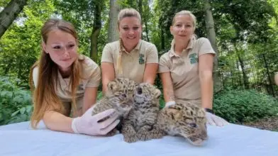 Leopárd hármasikrek születtek a Nyíregyházi Állatparkban