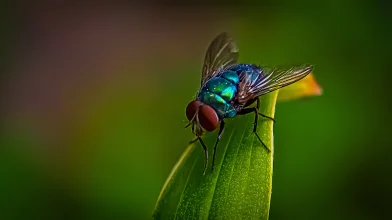 A légylárvától a cirkuszi elefántig: miből lehet állati bioüzemanyag?