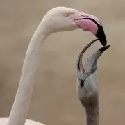 Egymás után kelnek ki a flamingófiókák a budapesti állatkertben