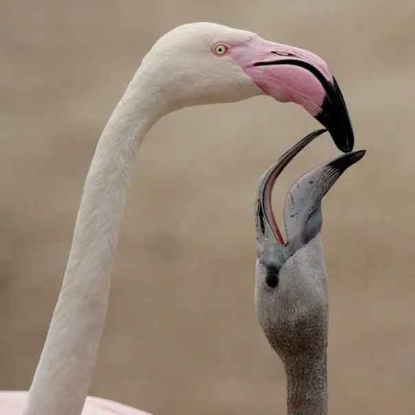 Egymás után kelnek ki a flamingófiókák a budapesti állatkertben