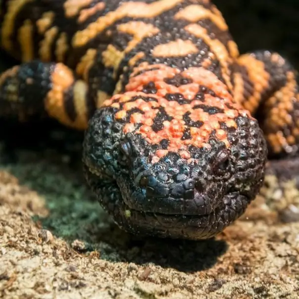Vadnyugati méregkeverők a Szegedi Vadasparkban