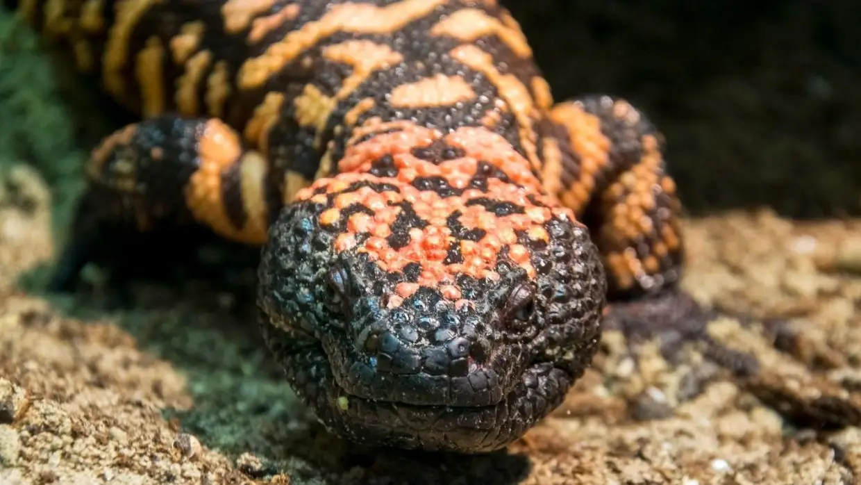 Vadnyugati méregkeverők a Szegedi Vadasparkban