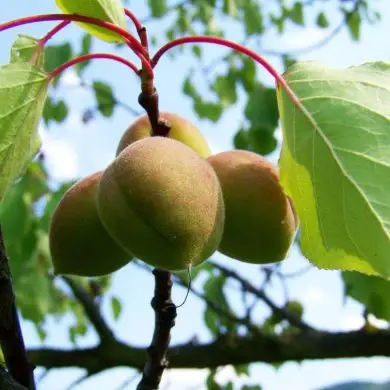 Óriási tartalék van a magyar kajsziban