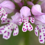 Magyarországon is élnek orchideák – Itt sok képet is láthatsz róluk!