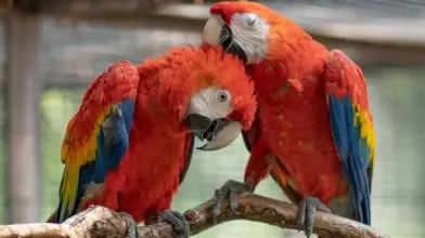 Honduras nemzeti madarával gyarapodott a debreceni állatkert