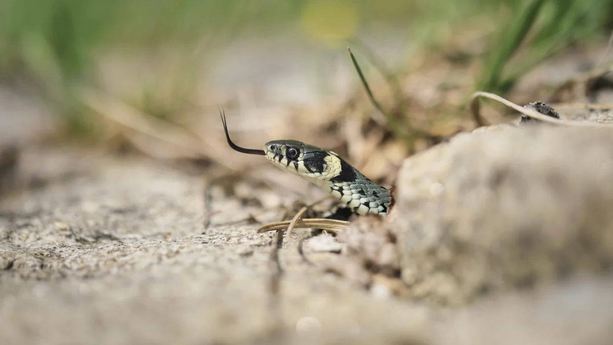 Ne féljünk a siklóktól, és főleg ne bántsuk őket!