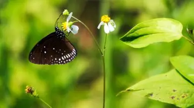 Stratégia a hazai biodiverzitás megőrzéséért