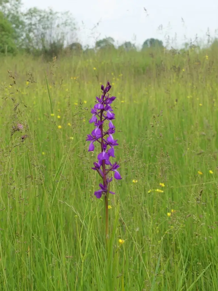 Védettséget kapott az orchideás rét Vecsésen.