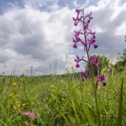 Védettséget kapott az orchideás rét Vecsésen