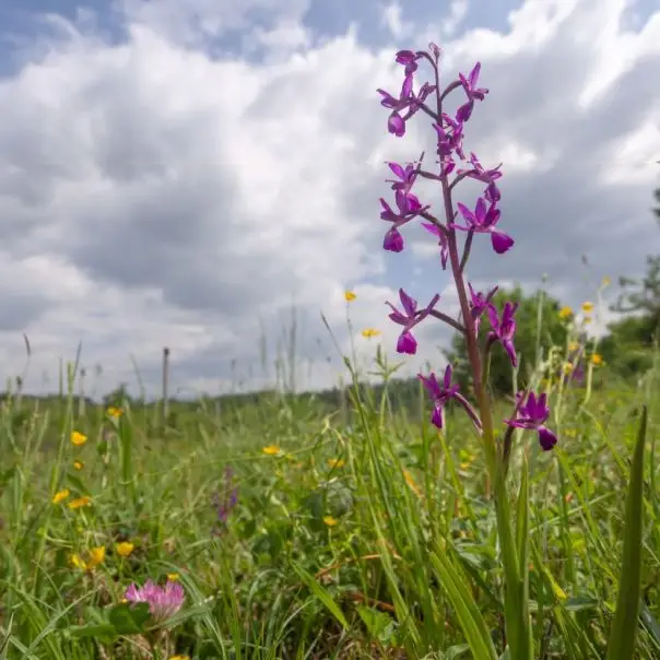 Védettséget kapott az orchideás rét Vecsésen