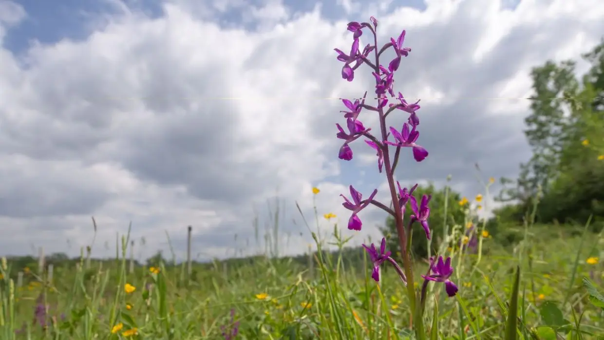 Védettséget kapott az orchideás rét Vecsésen